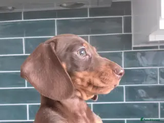 Miniature Dachshund dogs Mini dachshund pups ready to leave - Advert 5