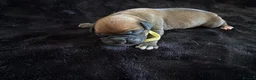 Boxer dogs for sale: Boxer - Advert 10