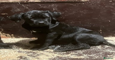 Cane Corso dogs - Advert 8