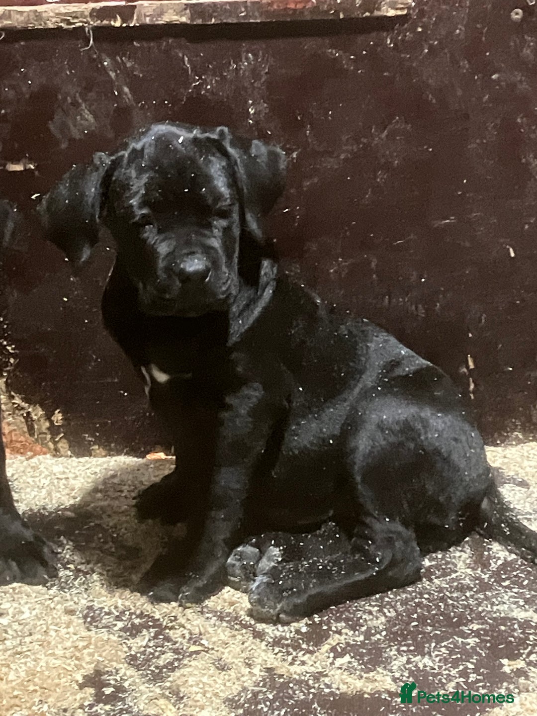 Cane Corso dogs for sale: All are now sold  - Advert 3