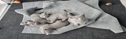 Russian Blue cats for sale: GCCF Registered Russian Blue Kittens – Ready Now  - Advert 10