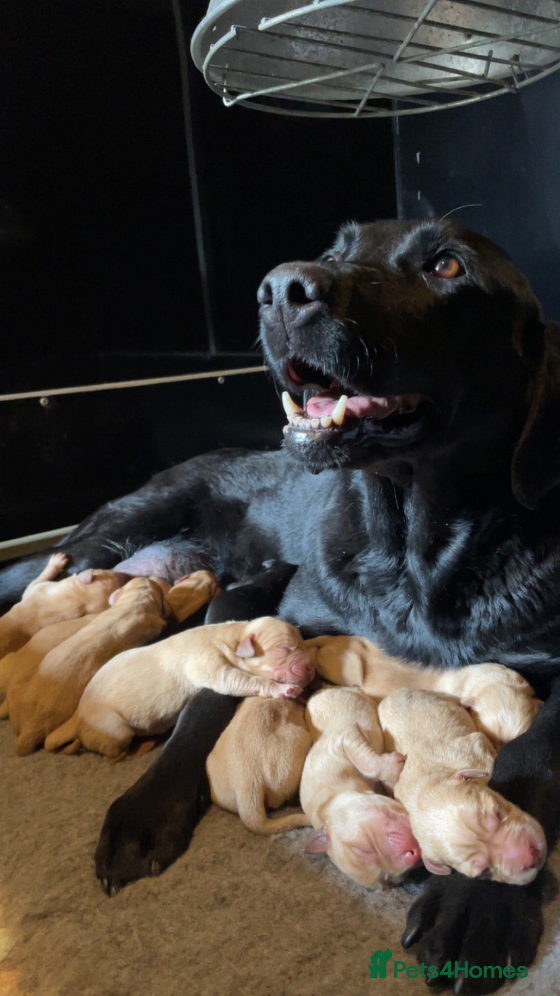 Labrador Retriever dogs 4th generation - fully health tested - view now - Advert 2