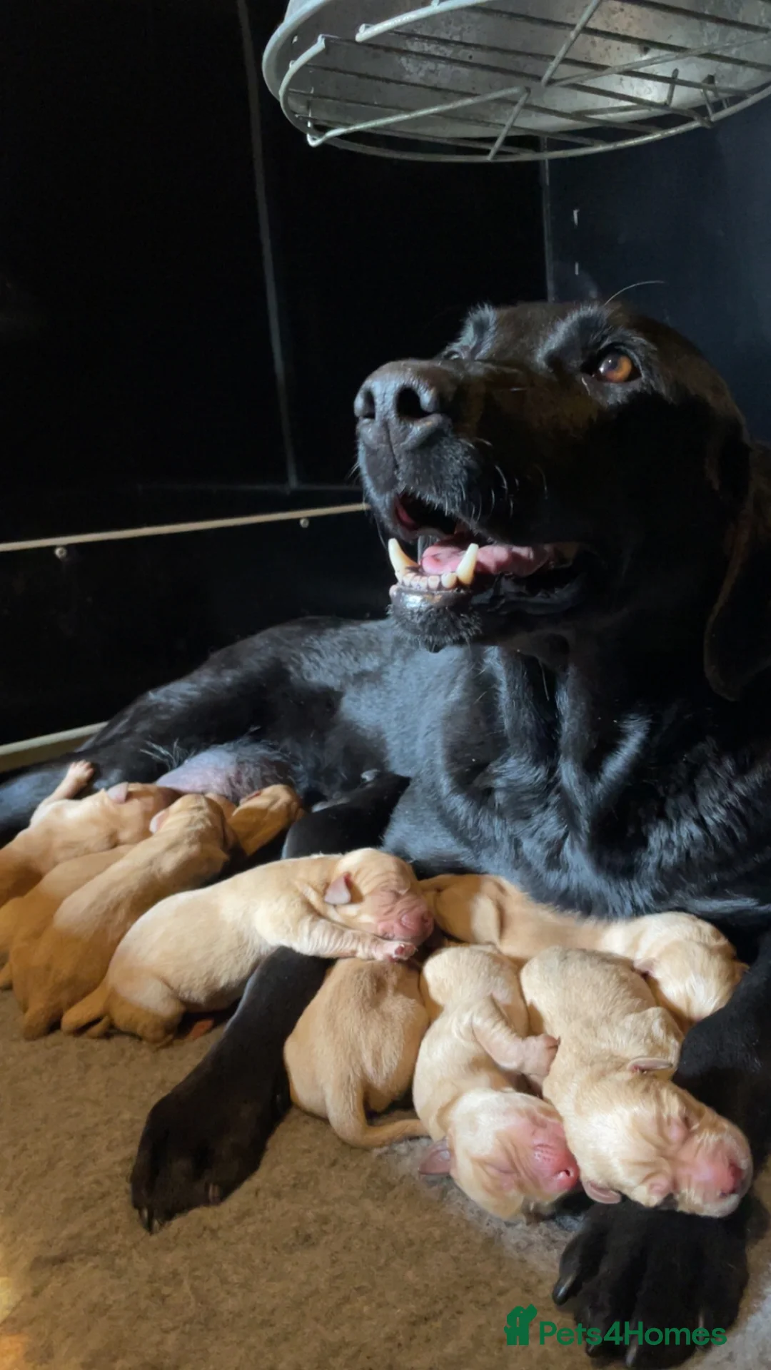 Labrador Retriever dogs for sale: 4th generation - fully health tested - view now - Advert 2