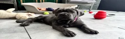 Neapolitan Mastiff dogs for sale: 1 girl puppy Neapolitan mastiff 8 week  - Advert 9