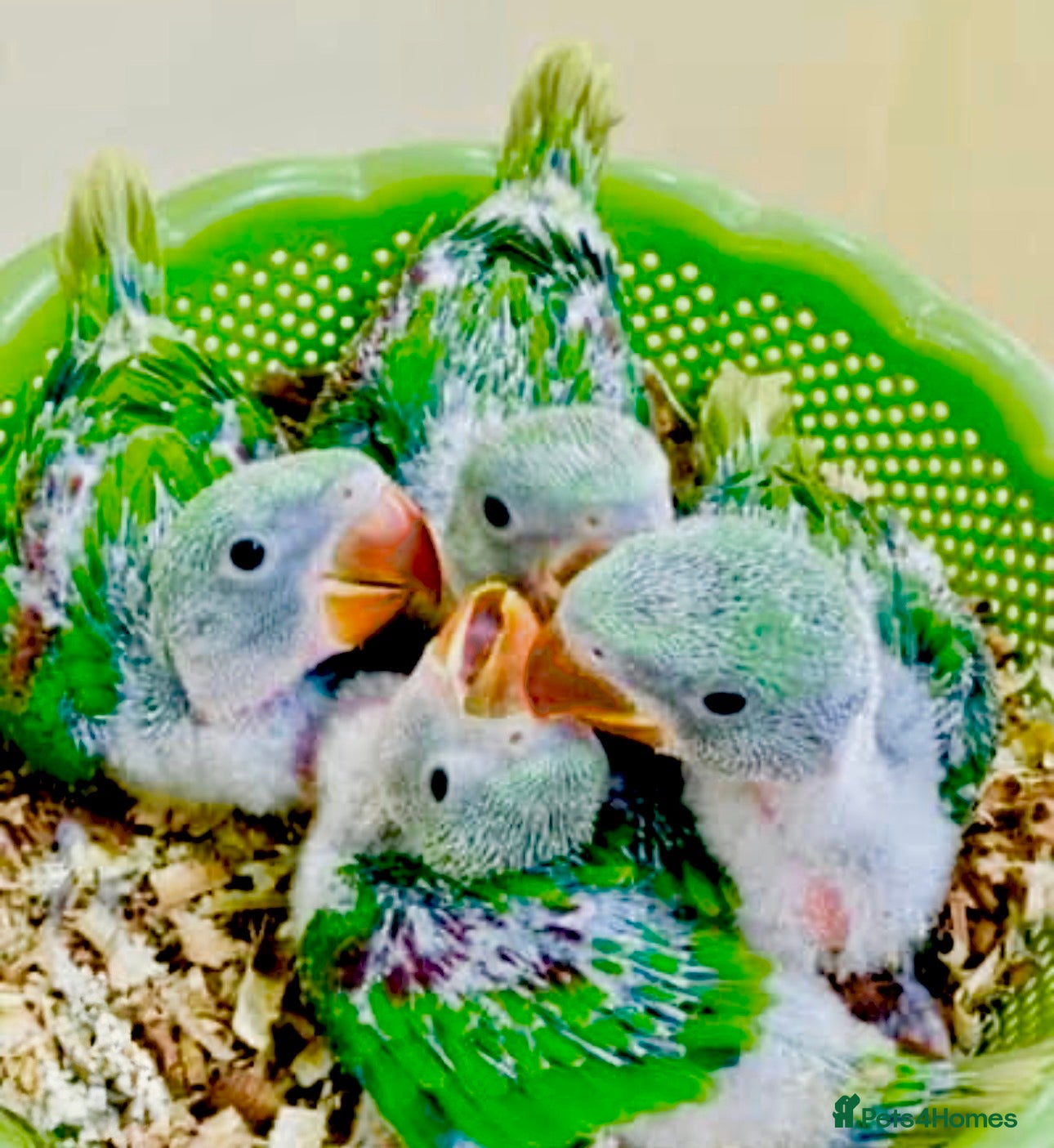 Ringnecks birds Hand Reared Tame Talking Baby Alexandrian Parrots - Advert 1