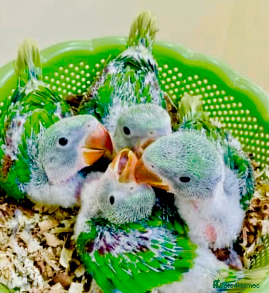 Ringnecks birds for sale: Hand Reared Tame Talking Baby Alexandrian Parrots - Advert 1