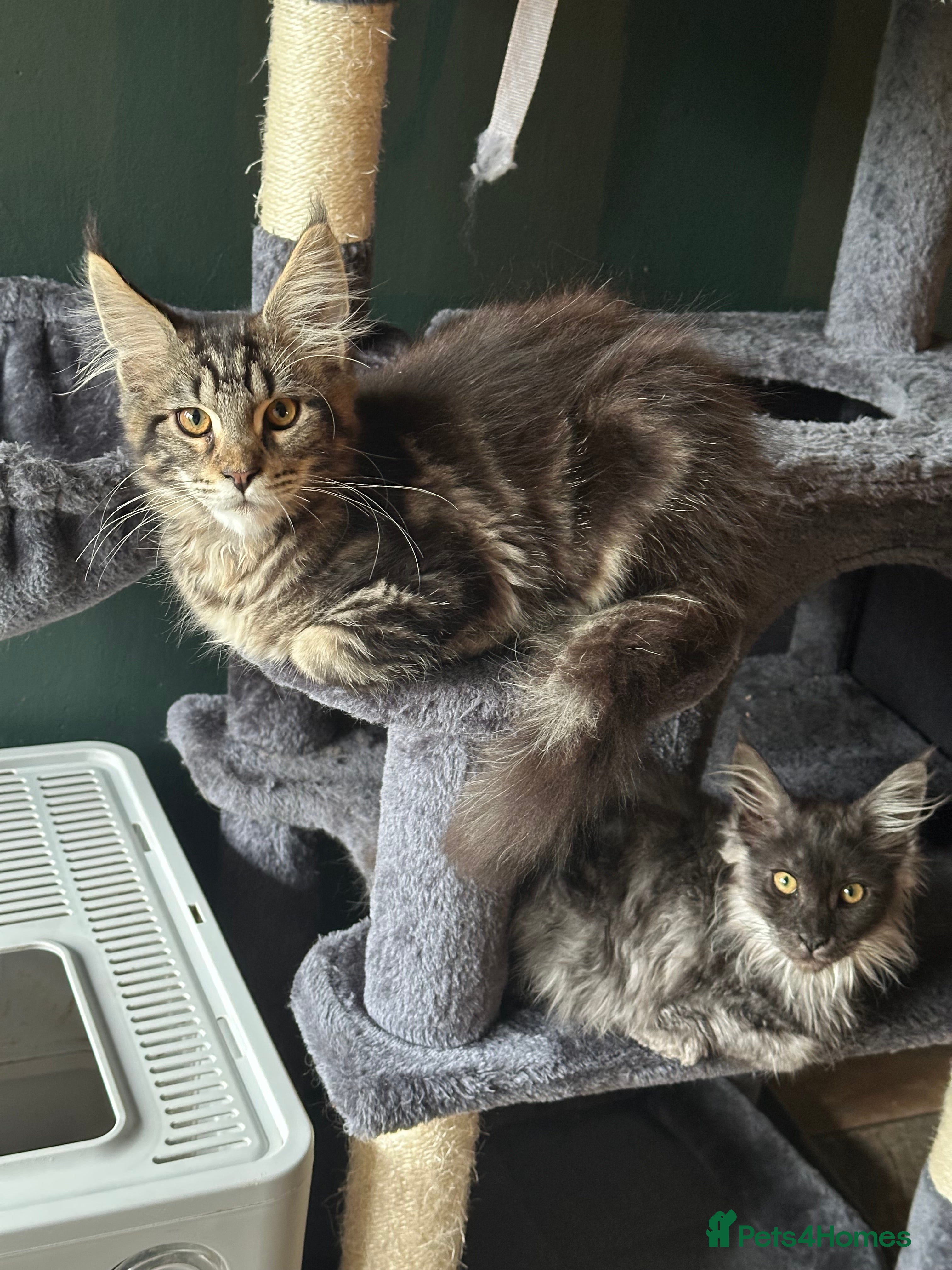 Maine Coon cats Tica Active Kittens ready now - Advert 9