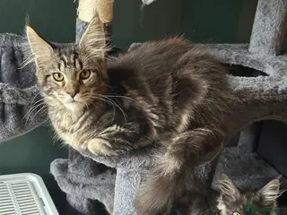 Maine Coon cats Tica Active Kittens ready now - Advert 9