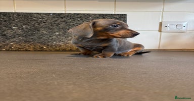 Miniature Dachshund dogs - Advert 11