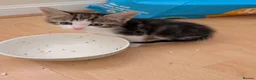 Domestic Shorthair cats for sale: Gorgeous, friendly kittens - Advert 4