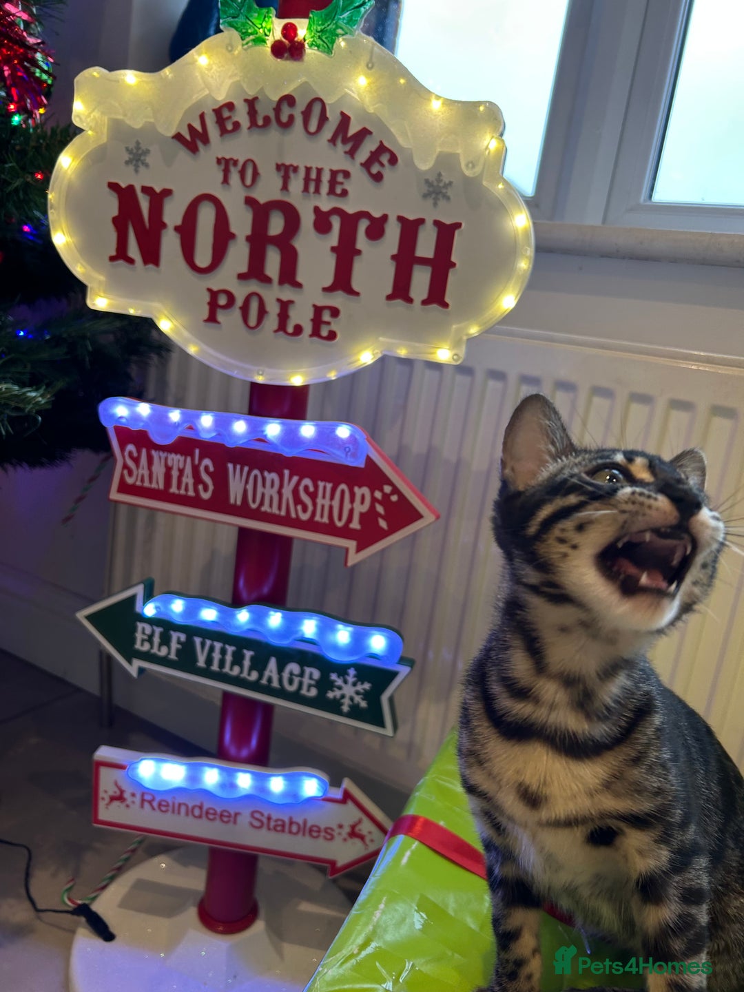 Bengal cats for sale: Stunning Charcoal Female Bengal Kitten - TICA - Advert 3