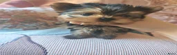 Yorkshire Terrier dogs for sale: The last boy waiting for you - Advert 35