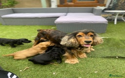Cocker Spaniel dogs for sale: Show cocker full kc reg boy  - Image 4