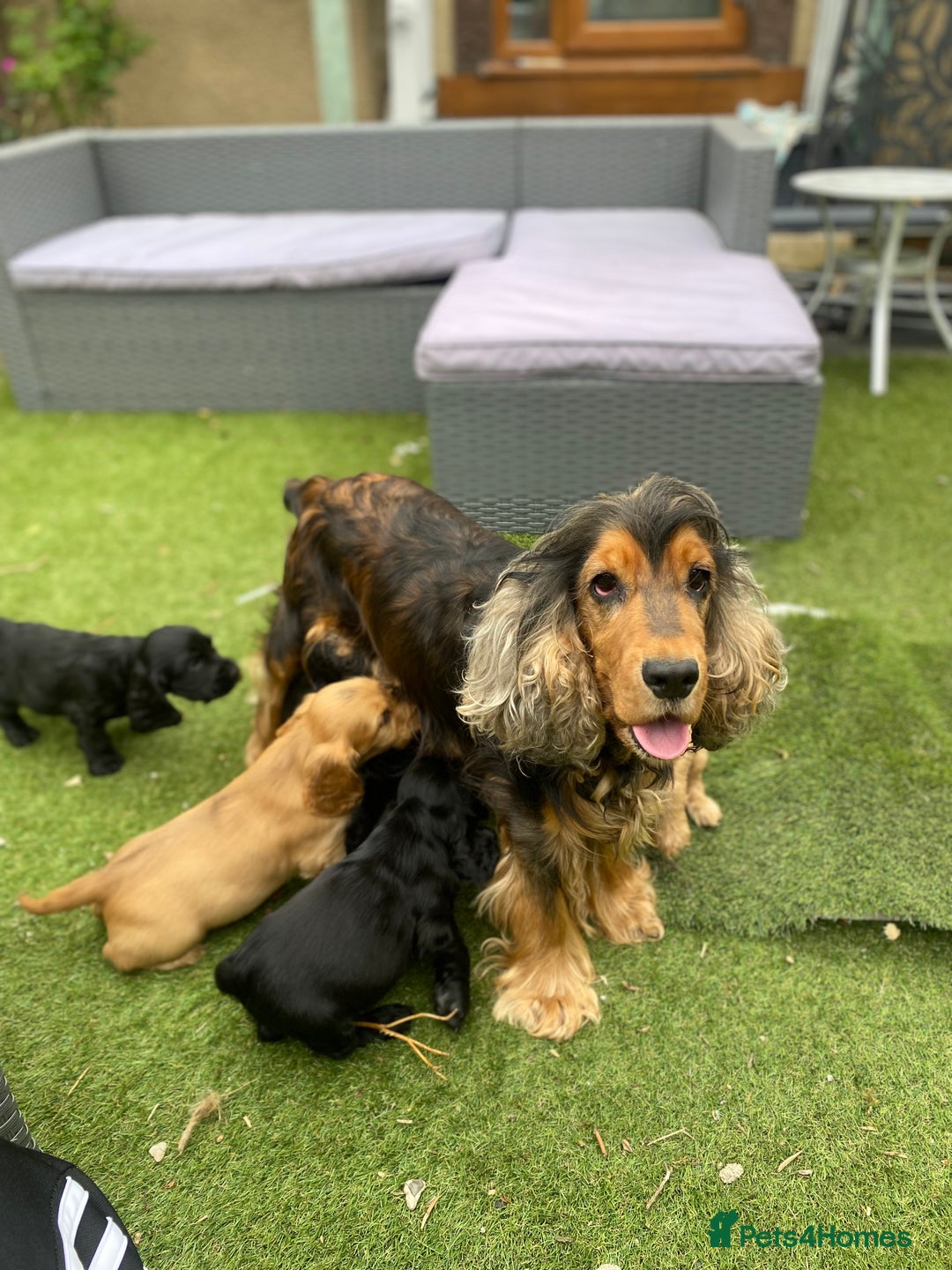 Cocker Spaniel dogs for sale: Show cocker full kc reg boy  - Image 4