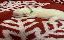 Samoyed dogs for sale: KC reg. Samoyed puppies with champ bloodline  - Advert 35