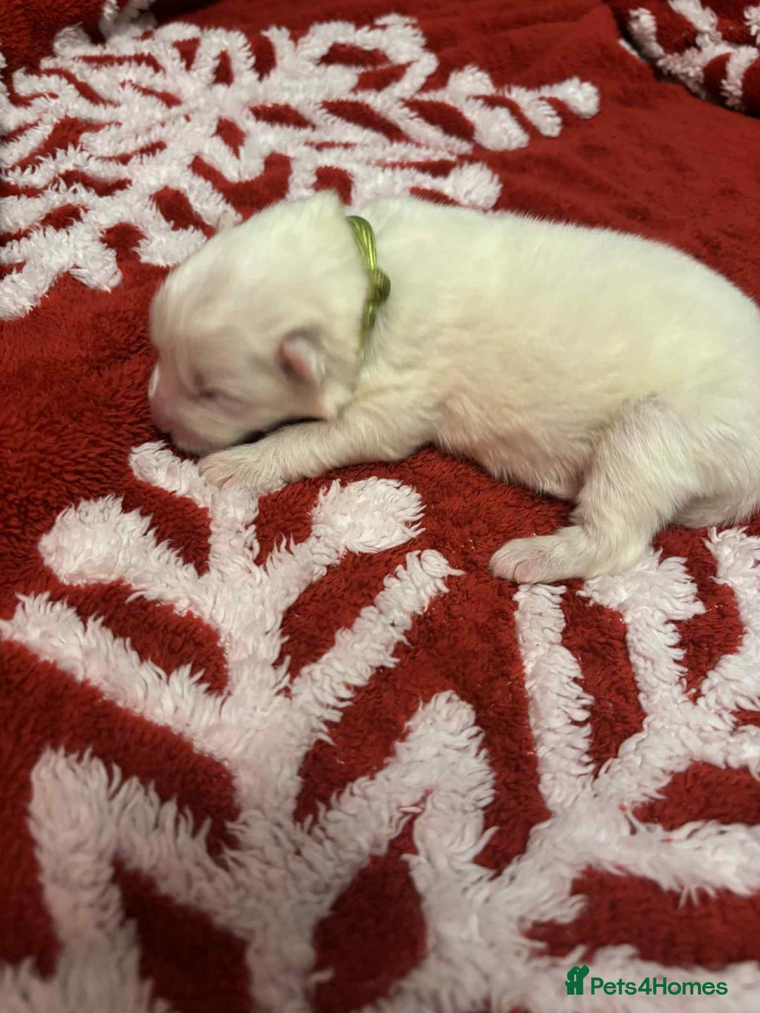 Samoyed dogs for sale: KC reg. Samoyed puppies with champ bloodline  - Advert 35