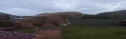 English Bulldog dogs for sale: Dwkc registered mearle pups - Advert 9