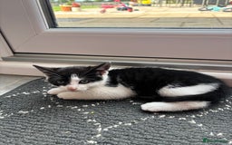 Domestic Shorthair cats for sale: Adorable, friendly playful bicolour kittens - Image 8