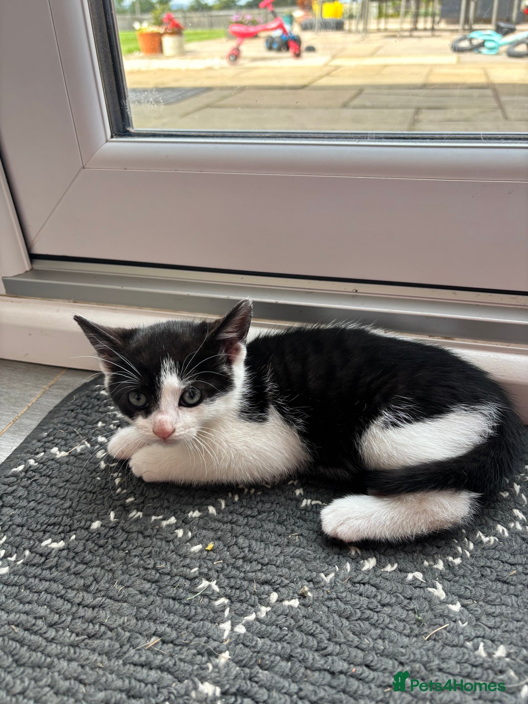 Domestic Shorthair cats for sale: Adorable, friendly playful bicolour kittens - Image 8