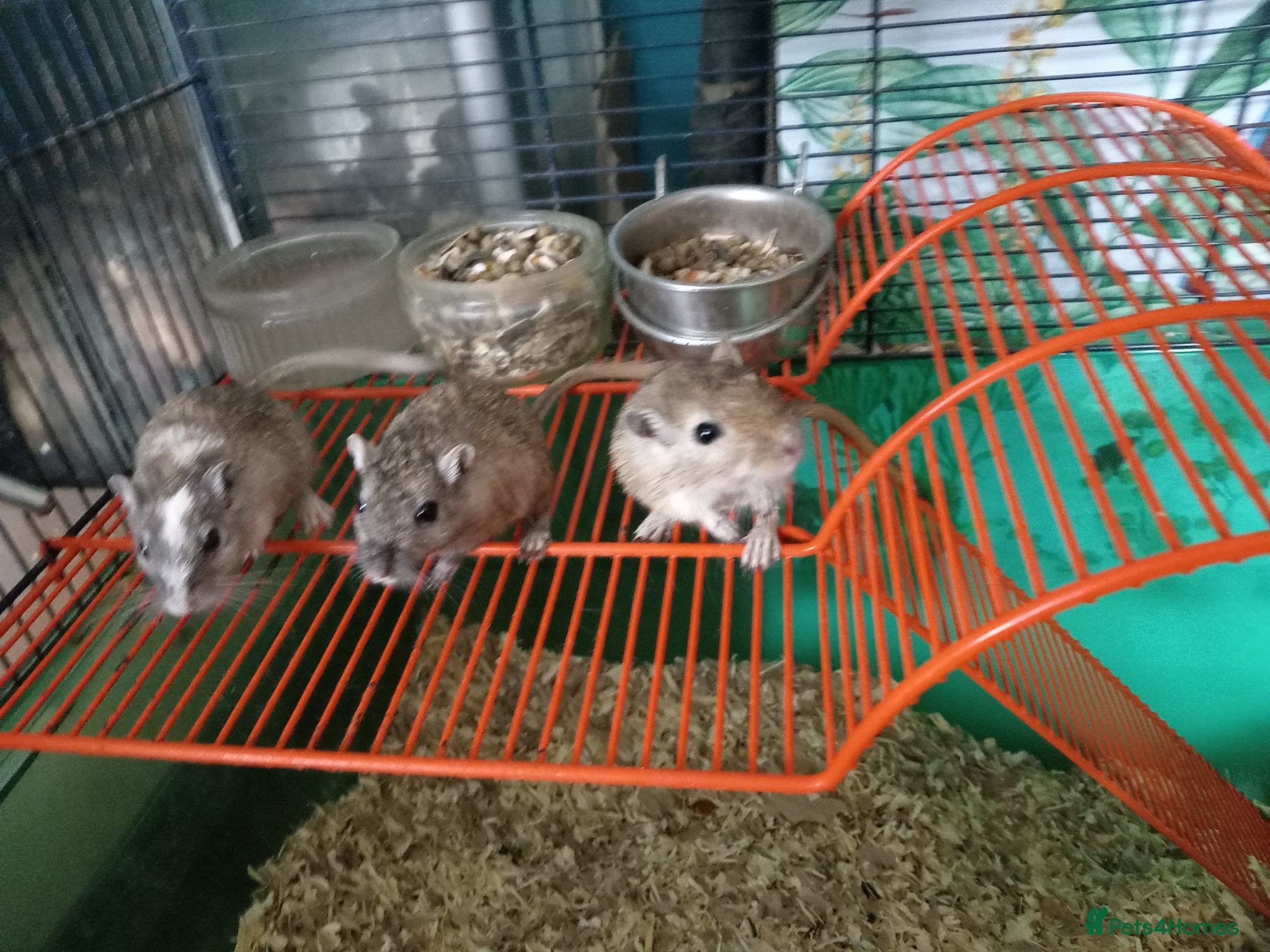 Gerbil rodents Gerbil girls and boys available - Advert 2