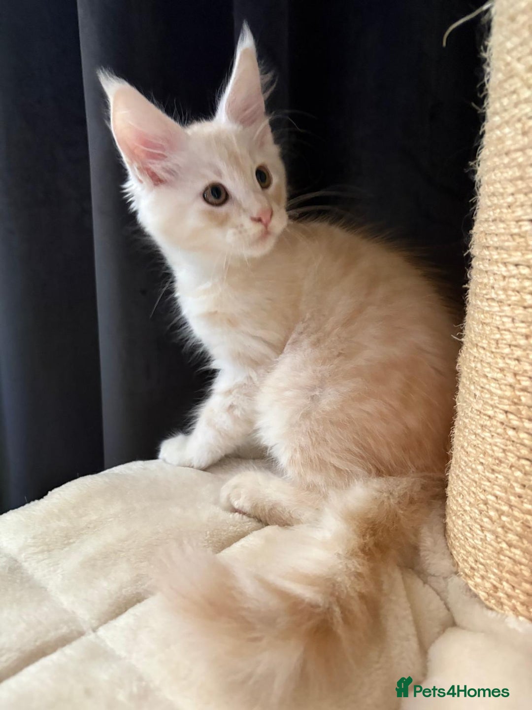 Maine Coon cats for sale: XL Maine Coon Kittens for Sale – TICA Reg - Advert 22