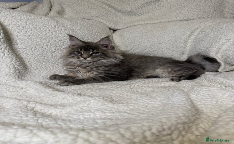 Maine Coon cats - Advert 15