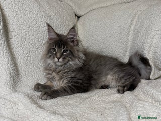 Maine Coon cats - Advert 16