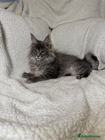 Maine Coon cats - Advert 8