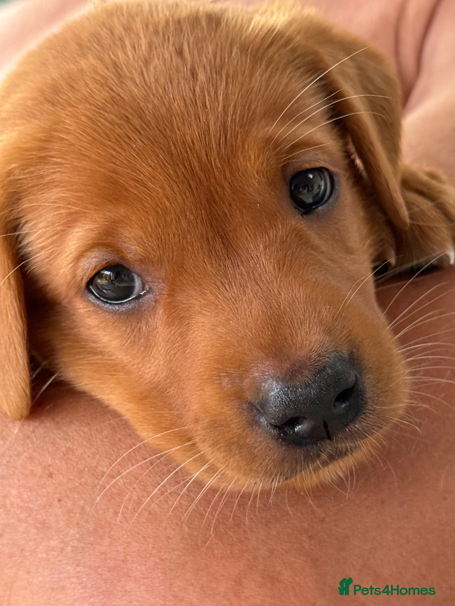 Labrador Retriever dogs  Fox red Labradors - Advert 1