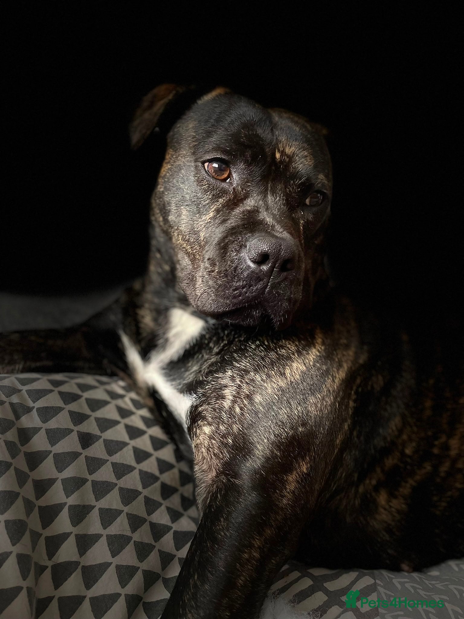 Mixed Breed dogs for sale: StaffXbull mastiff in Swindon - Advert 2