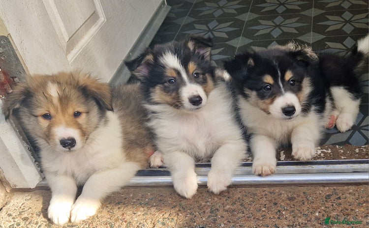 Mixed Breed dogs - Advert 1