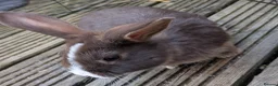 Mixed Breed rabbits for sale: Lionhead and Satin 12week old rabbits - Advert 13