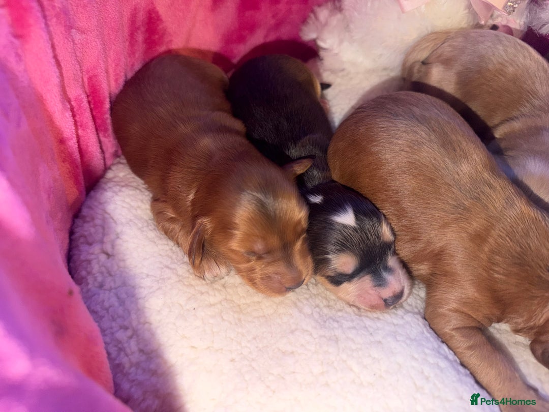 Cockapoo dogs for sale: Cockapoo pups  - Advert 28