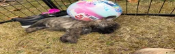 Cairn Terrier dogs for sale: Sweetest Little KC Reg Cairn Terrier Puppies.  - Advert 33