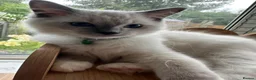 Ragdoll cats for sale: GCCF registered Ragdoll kittens 🐈  - Advert 6