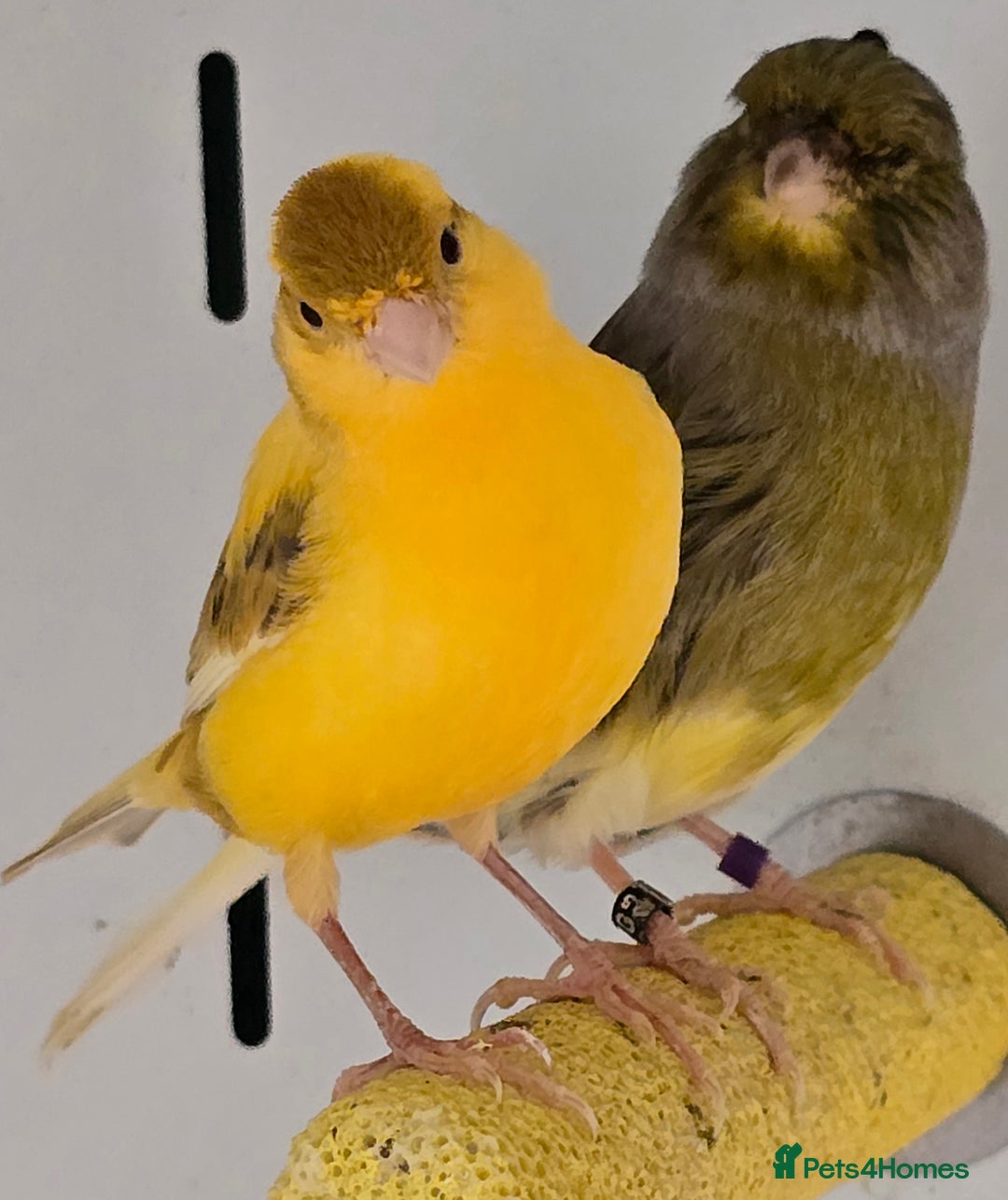 Canaries birds for sale: Gorgeous cute canaries available now!!! - Advert 11