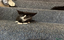 British Shorthair cats for sale: 4 beautiful kittens and mother up for adoption - Image 6