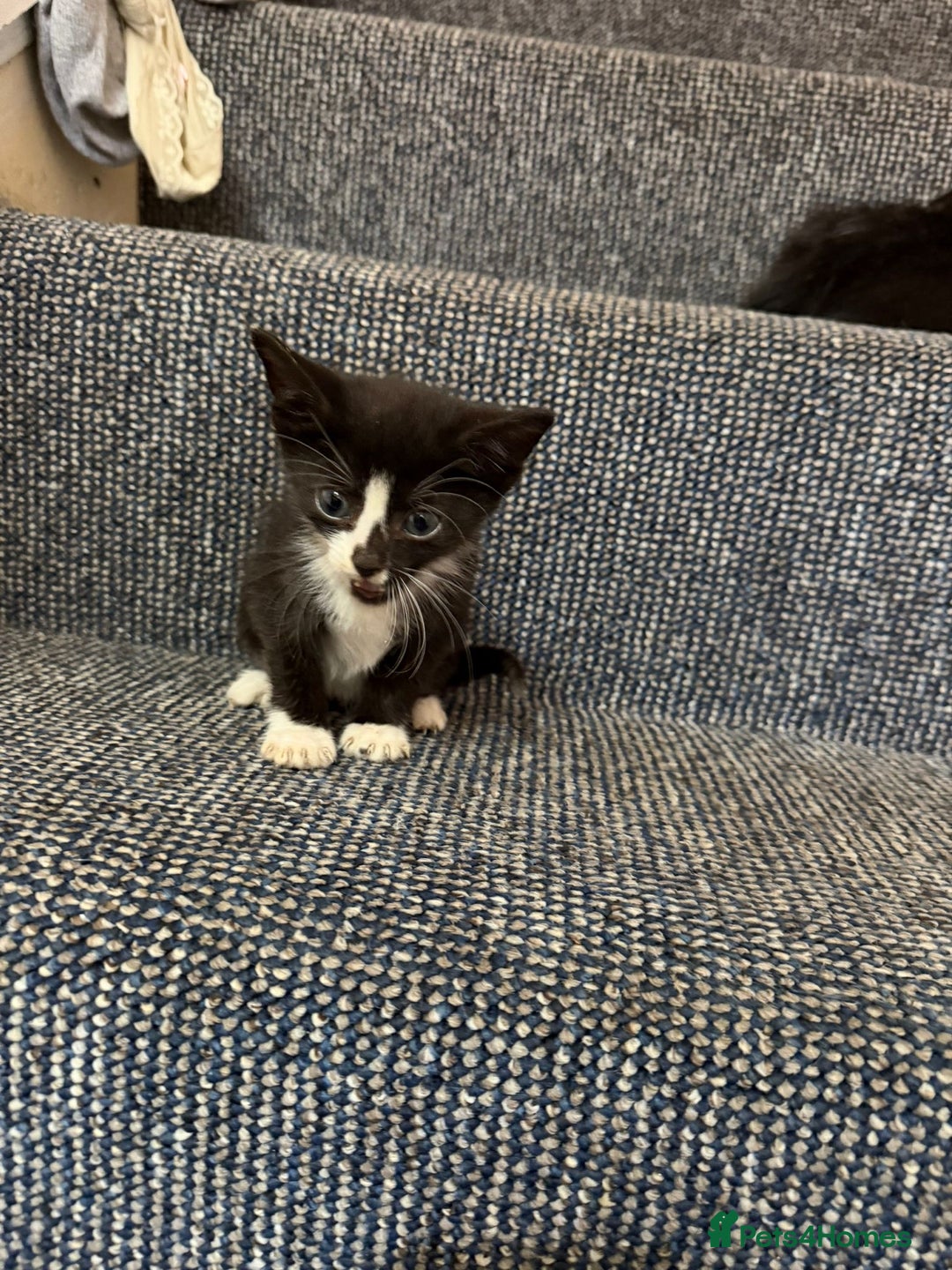 British Shorthair cats for sale: 4 beautiful kittens and mother up for adoption - Image 6