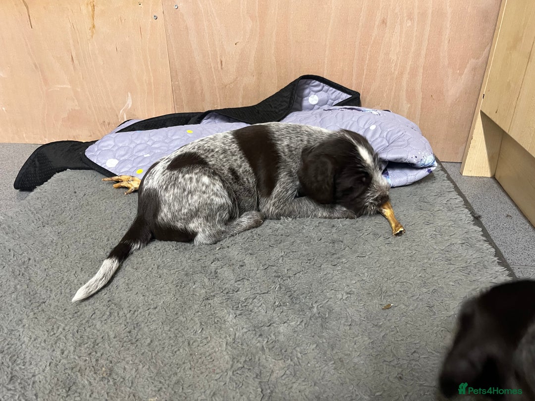 German Wirehaired Pointer dogs for sale: Stunning litter of German Wirehaired Pointers  - Advert 11