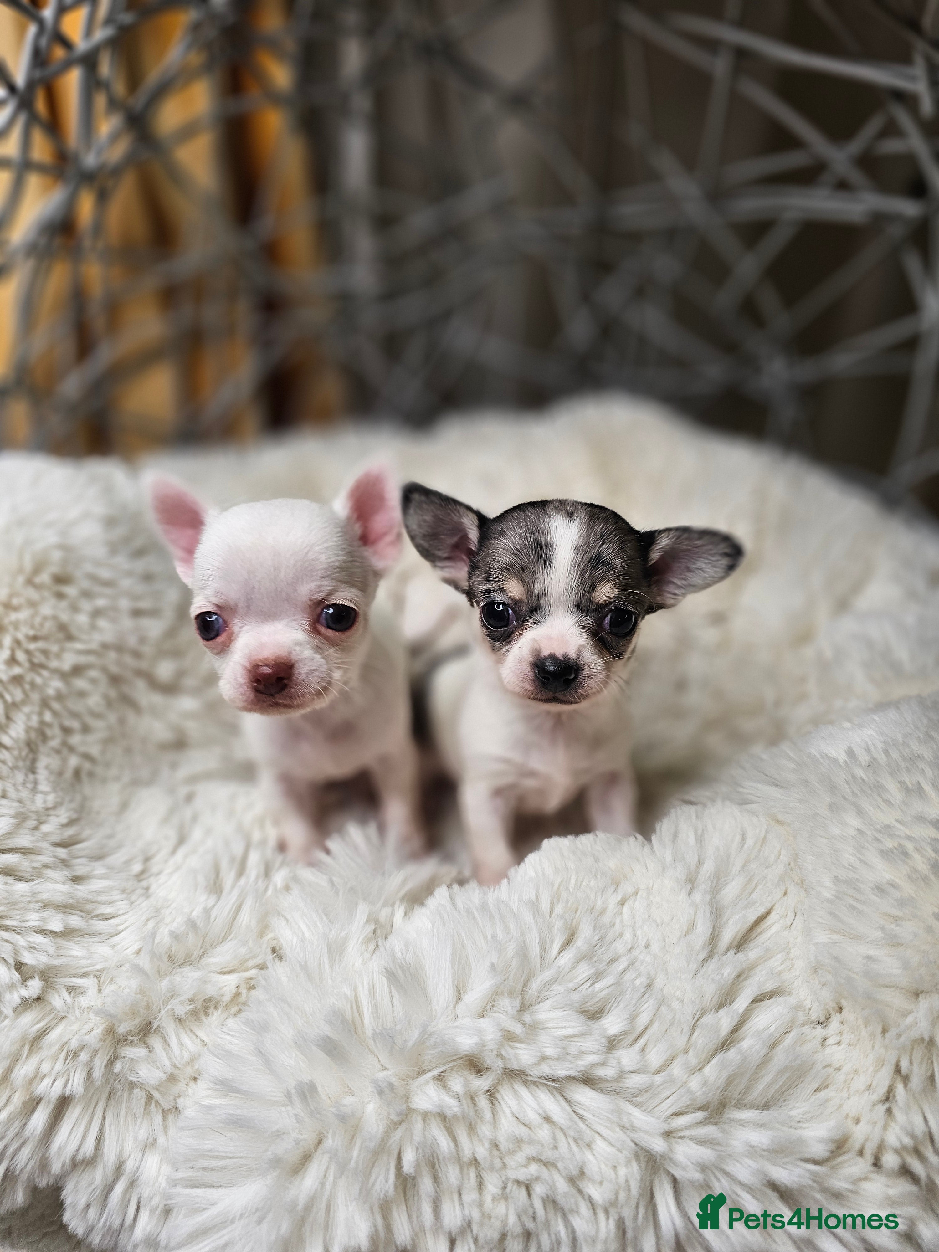 Chihuahua dogs Russian Chihuahua  - Advert 6