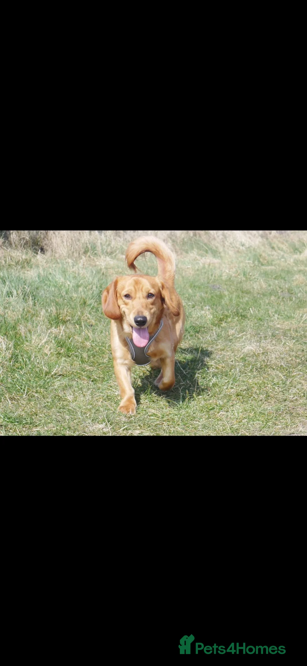 Mixed Breed dogs for sale: Chester corgi/spaniel - Advert 3