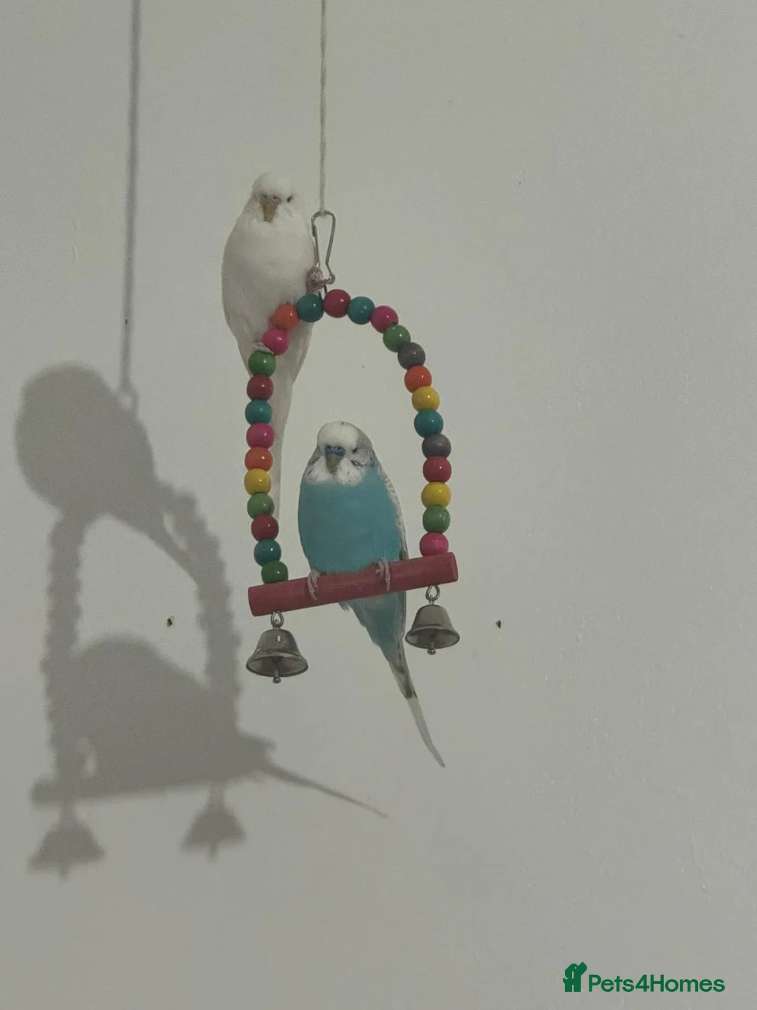 Parakeets birds for sale: Australian parakeets in London - Advert 2