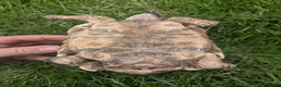 Tortoise reptiles for sale: 1x CB15 M and 1x CB19 F Indian Star Tortoise in Lincoln - Advert 6