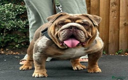 English Bulldog dogs for sale: QUALITY ENGLISH BULLDOG PUPPIES - Image 22