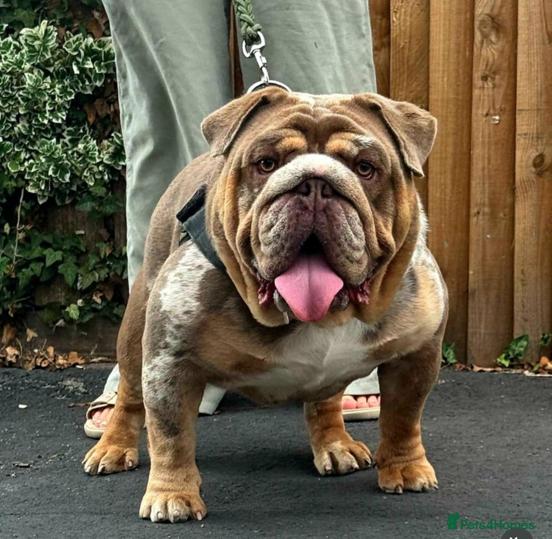 English Bulldog dogs for sale: QUALITY ENGLISH BULLDOG PUPPIES - Image 22