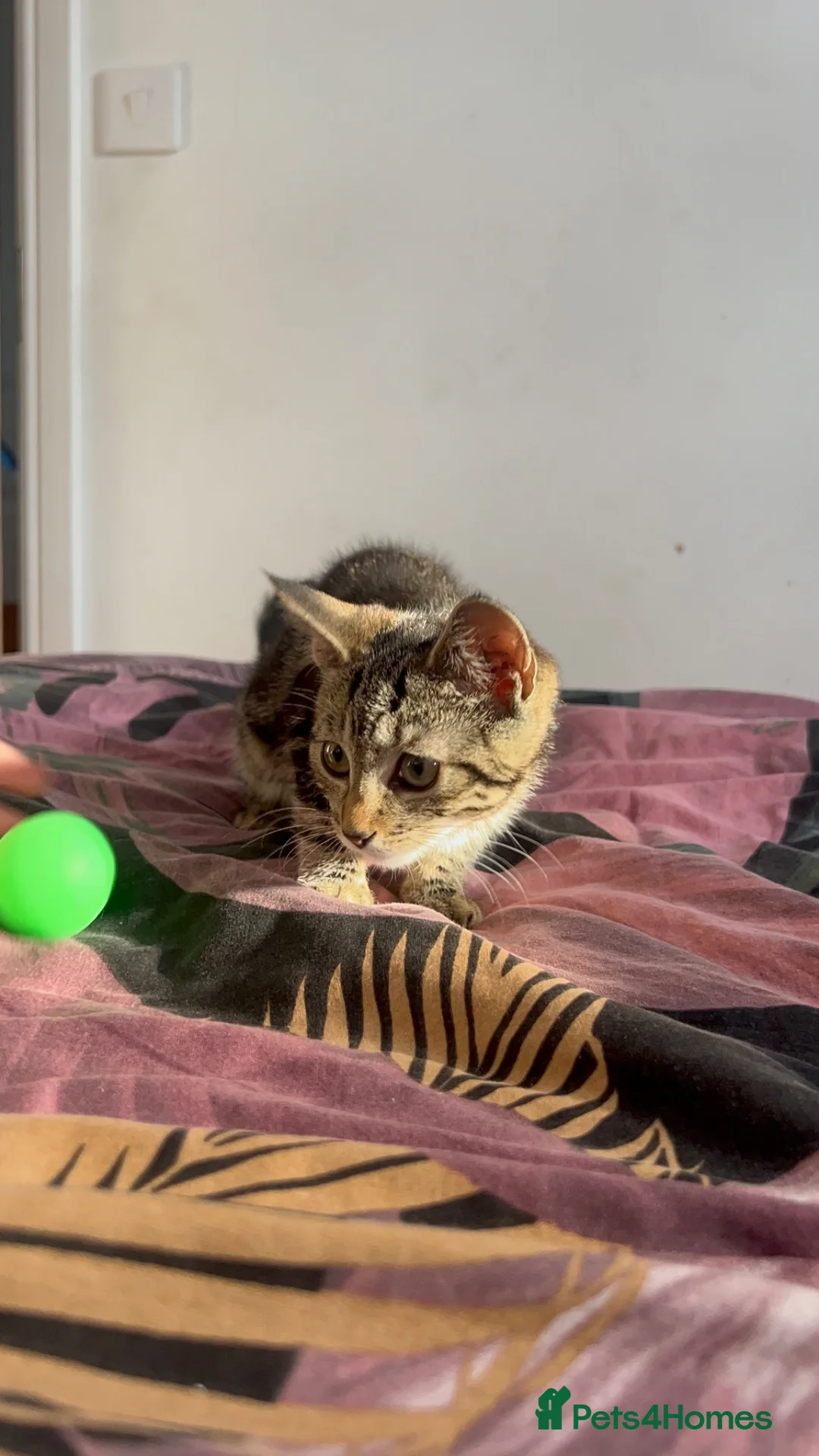 Mixed Breed cats for sale: Female kitten  - Advert 2