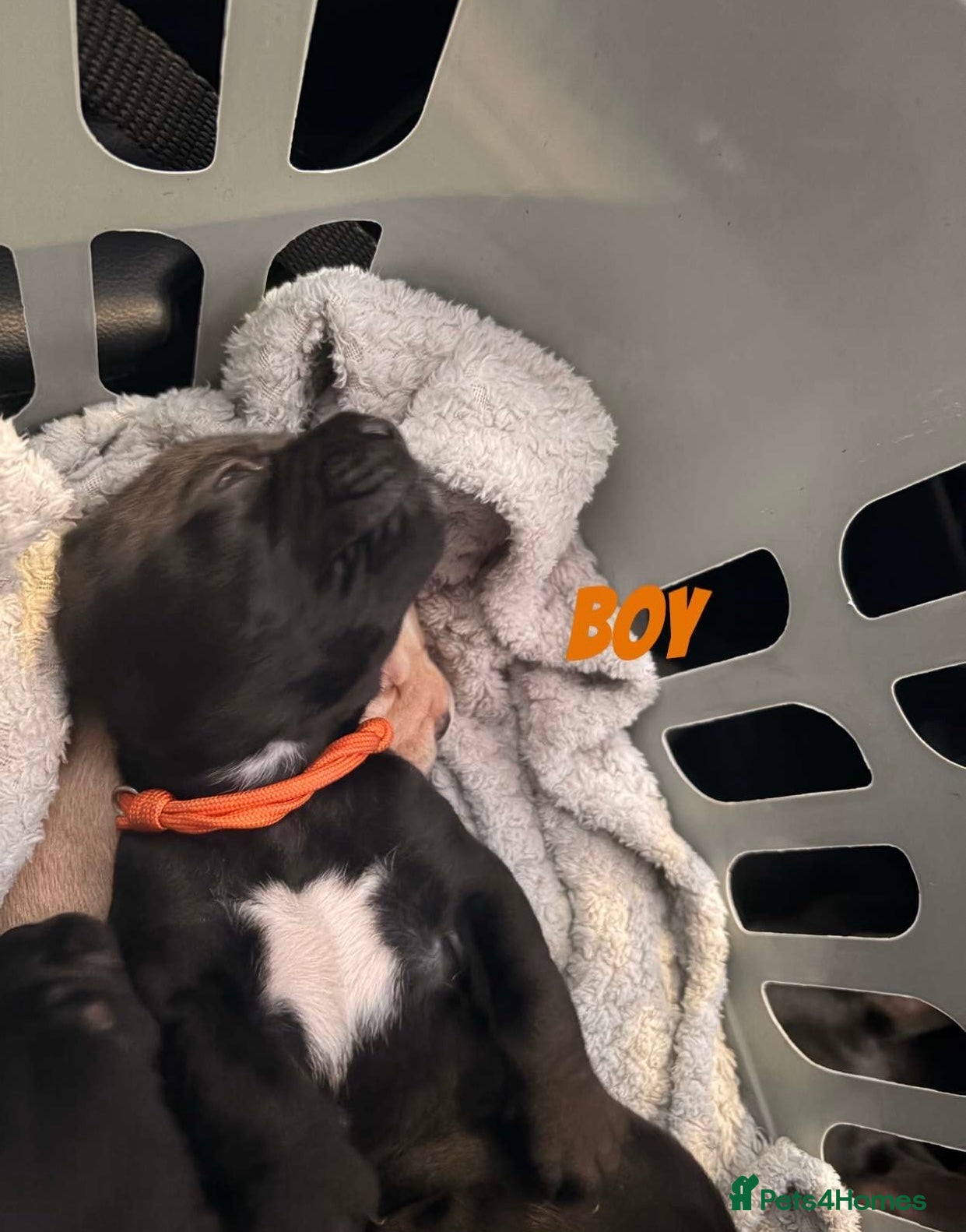 Mixed Breed dogs Frocker puppies - Advert 16