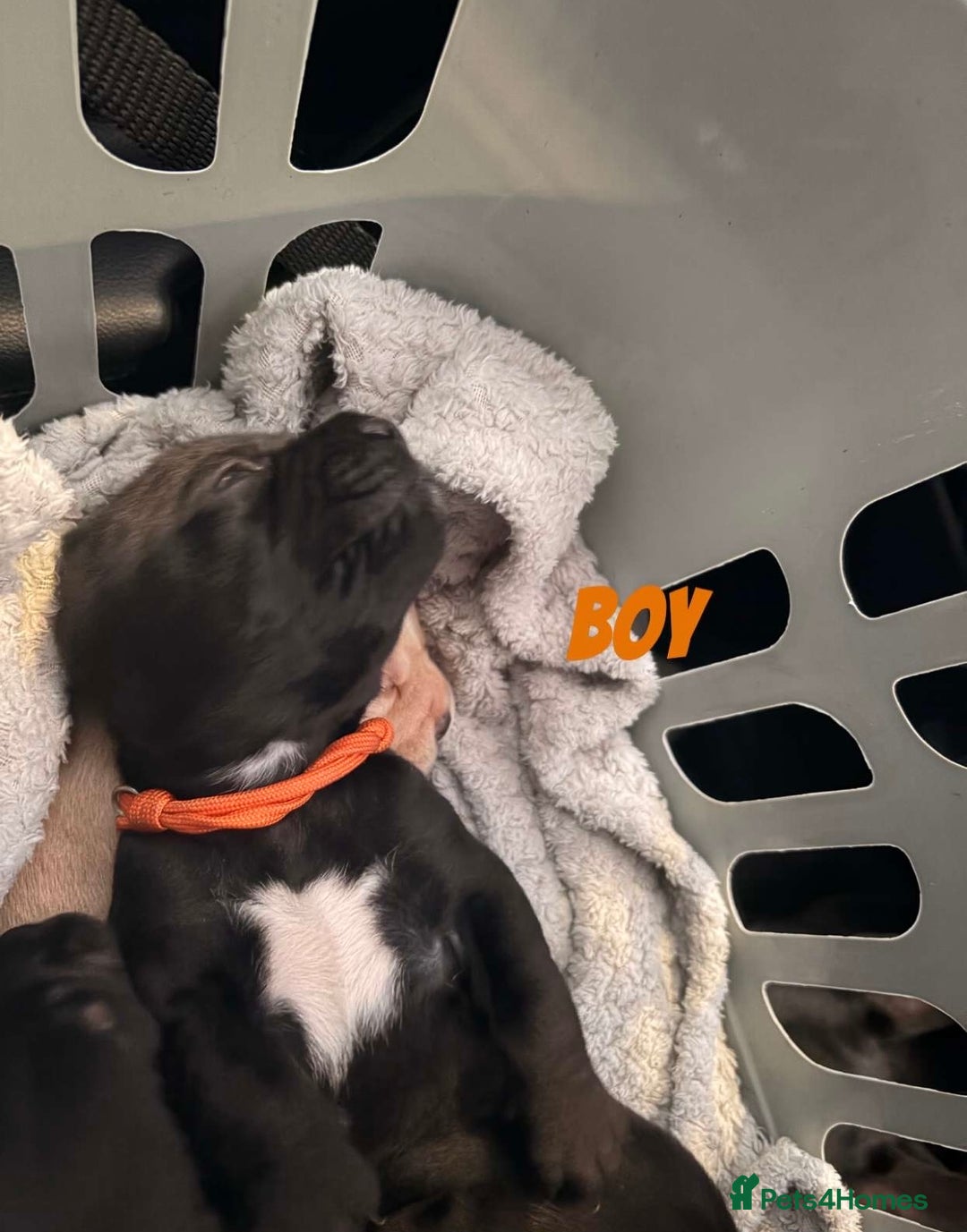 Mixed Breed dogs for sale: Frocker puppies - Advert 1