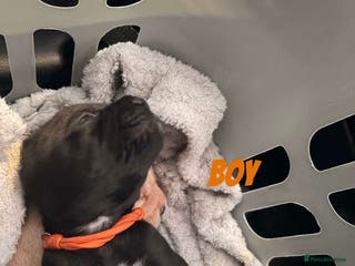 Mixed Breed dogs Frocker puppies - Advert 10