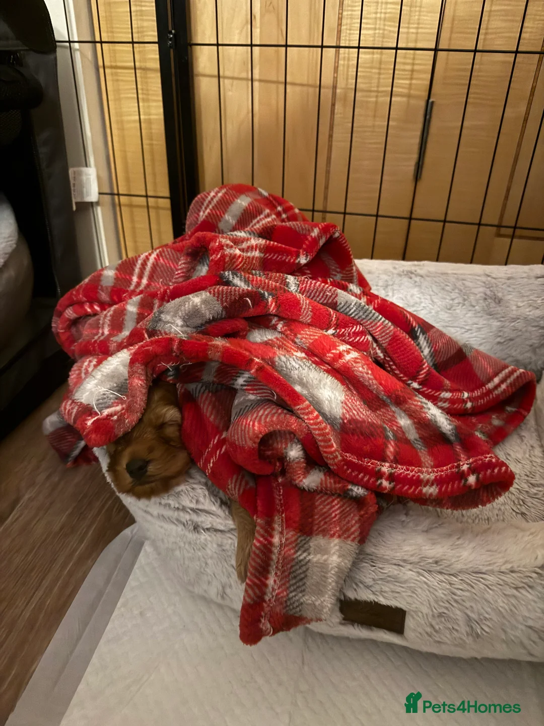 Cockapoo dogs for sale: F1 B cockapoo Puppy female  - Advert 10